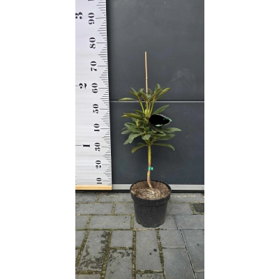 RÓŻANECZNIK na pniu 'rhododendron' Fioletowy
